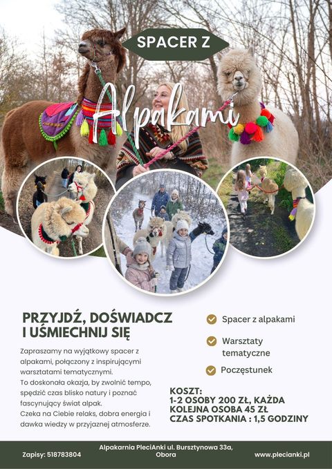 Plakat indywidualnych spacerów z alpakami w Alpakarni PleciAnki w Oborze koło Lubina: 1,5 godziny relaksu wśród alpak.